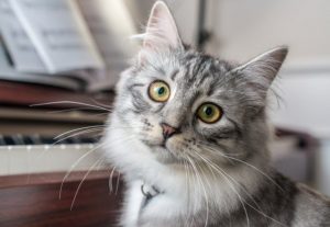 Para Qué Sirven Los Bigotes de Un Gato